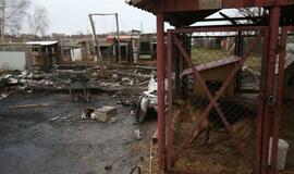 Gaisras gyvūnų prieglaudoje