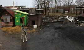 Gaisras gyvūnų prieglaudoje