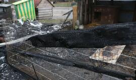 Gaisras gyvūnų prieglaudoje