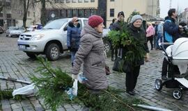 Eglių šakų dalinimo akcija