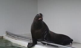 Jūrų muziejus pro rakto skylutę