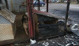 Gaisras gyvūnų prieglaudoje