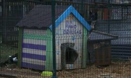 Gaisras gyvūnų prieglaudoje