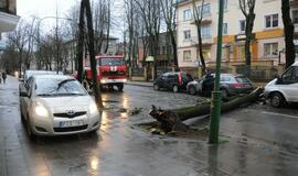 Ant važiuojančio automobilio užvirto medis