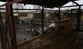 Gaisras gyvūnų prieglaudoje