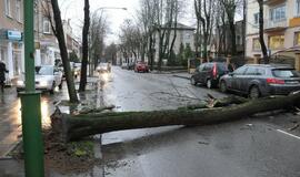 Ant važiuojančio automobilio užvirto medis