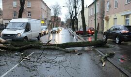 Ant važiuojančio automobilio užvirto medis