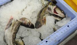 Klaipėda bus maitinama šviežiomis žuvimis