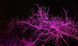 Klaipėdos šviesų festivalio 2016 atidarymas