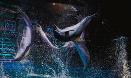 Klaipėdos delfinariume -  "Delfinai ir žvaigždės"