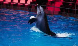 Klaipėdos delfinariume -  "Delfinai ir žvaigždės"