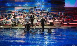 Klaipėdos delfinariume -  "Delfinai ir žvaigždės"