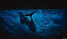 Rita Pivoriūnaitė didžiausias gyvenimo baimes tikisi įveikti su delfinų pagalba