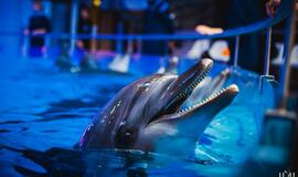 "Delfinai ir žvaigždės": jausmų tema