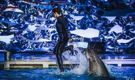 Rita Pivoriūnaitė didžiausias gyvenimo baimes tikisi įveikti su delfinų pagalba