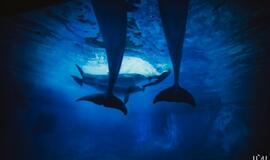 "Delfinai ir žvaigždės": jausmų tema