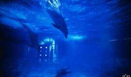 Klaipėdos delfinariume -  "Delfinai ir žvaigždės"