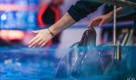 Klaipėdos delfinariume -  "Delfinai ir žvaigždės"