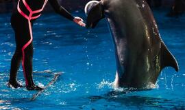 Klaipėdos delfinariume -  "Delfinai ir žvaigždės"