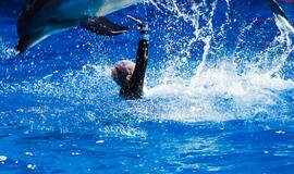 Klaipėdos delfinariume -  "Delfinai ir žvaigždės"