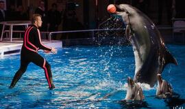 Klaipėdos delfinariume -  "Delfinai ir žvaigždės"