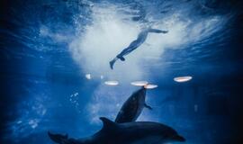 Klaipėdos delfinariume -  "Delfinai ir žvaigždės"