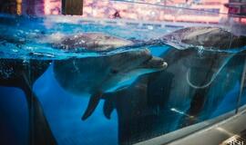 "Delfinai ir žvaigždės": jausmų tema