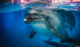 "Delfinai ir žvaigždės": jausmų tema