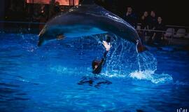 "Delfinai ir žvaigždės": jausmų tema