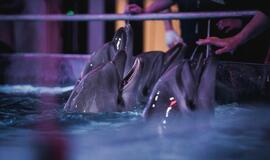 Klaipėdos delfinariume -  "Delfinai ir žvaigždės"