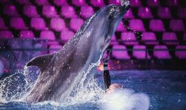 Klaipėdos delfinariume -  "Delfinai ir žvaigždės"