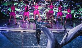 Klaipėdos delfinariume -  "Delfinai ir žvaigždės"