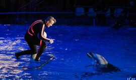 Klaipėdos delfinariume -  "Delfinai ir žvaigždės"