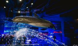 "Delfinai ir žvaigždės": jausmų tema