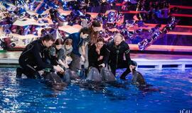 Klaipėdos delfinariume -  "Delfinai ir žvaigždės"