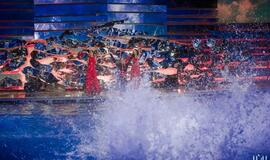 Klaipėdos delfinariume -  "Delfinai ir žvaigždės"