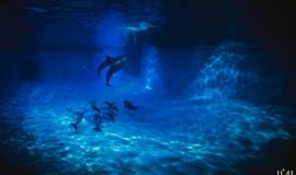 "Delfinai ir žvaigždės": jausmų tema