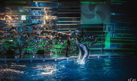 Laidos "Delfinai ir žvaigždės" filmavimo užkulisiai