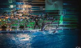 Laidos "Delfinai ir žvaigždės" filmavimo užkulisiai