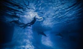 Klaipėdos delfinariume -  "Delfinai ir žvaigždės"