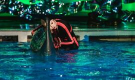 Delfinai ir žvaigždės: Nijolė Pareigytė-Rukaitienė