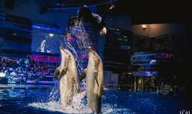 "Delfinai ir žvaigždės": jausmų tema