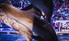 Laidos "Delfinai ir žvaigždės" filmavimo užkulisiai