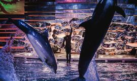 Klaipėdos delfinariume -  "Delfinai ir žvaigždės"