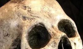 Savanorių gatvės miškelyje ant kelmo rasta žmogaus kaukolė