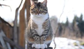 Senjorai kates galės sterilizuoti nemokamai