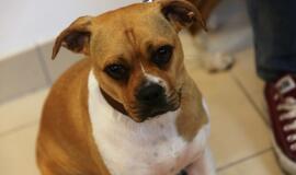 "Geriausio draugo paroda"