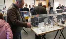 Tarptautinė dekoratyvinių vištų, balandžių bei triušių paroda "Akropolyje"