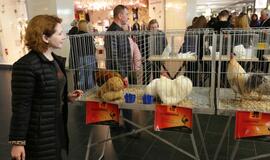 Tarptautinė dekoratyvinių vištų, balandžių bei triušių paroda "Akropolyje"