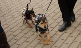 Atvelykis Klaipėdoje